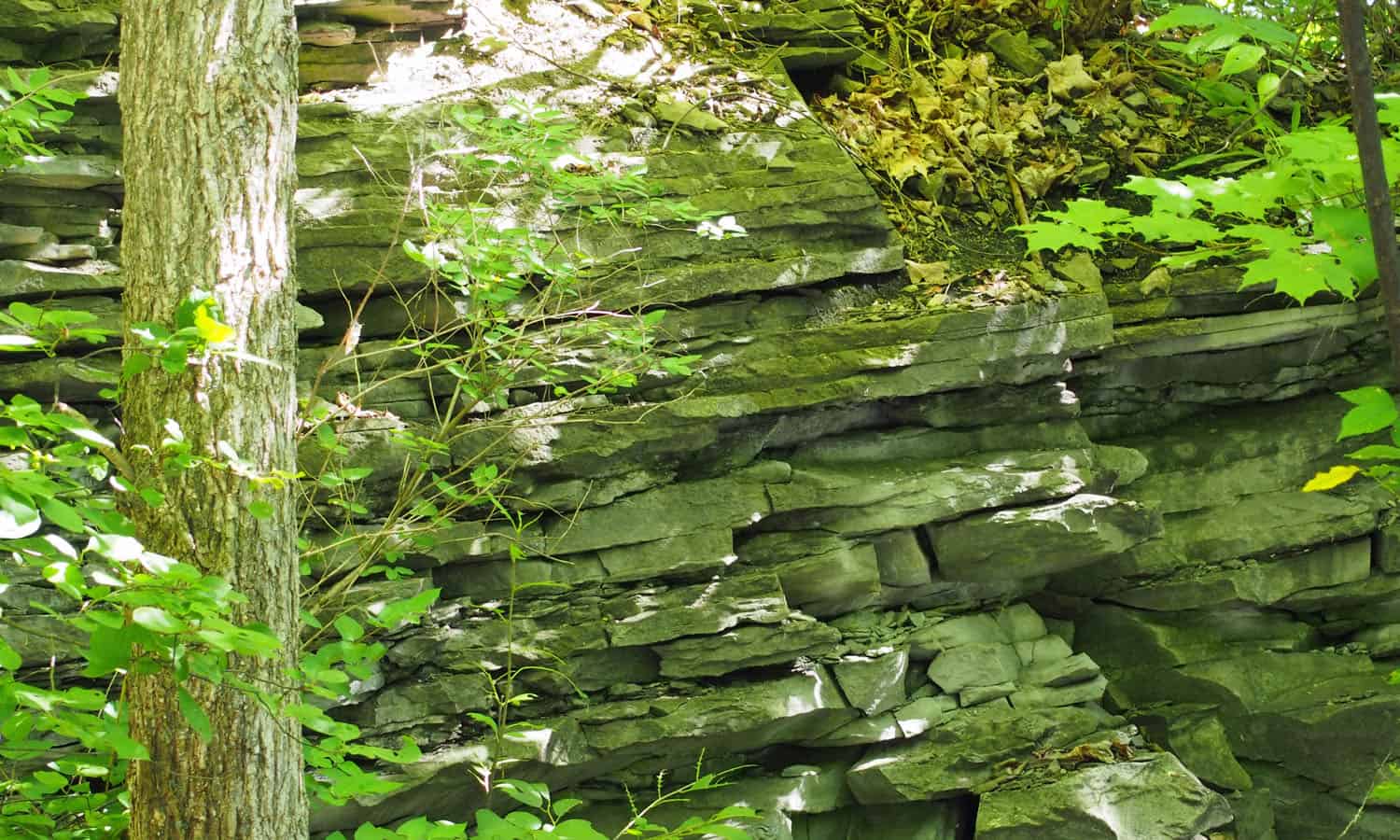 Detail of the limestone that surrounds the site