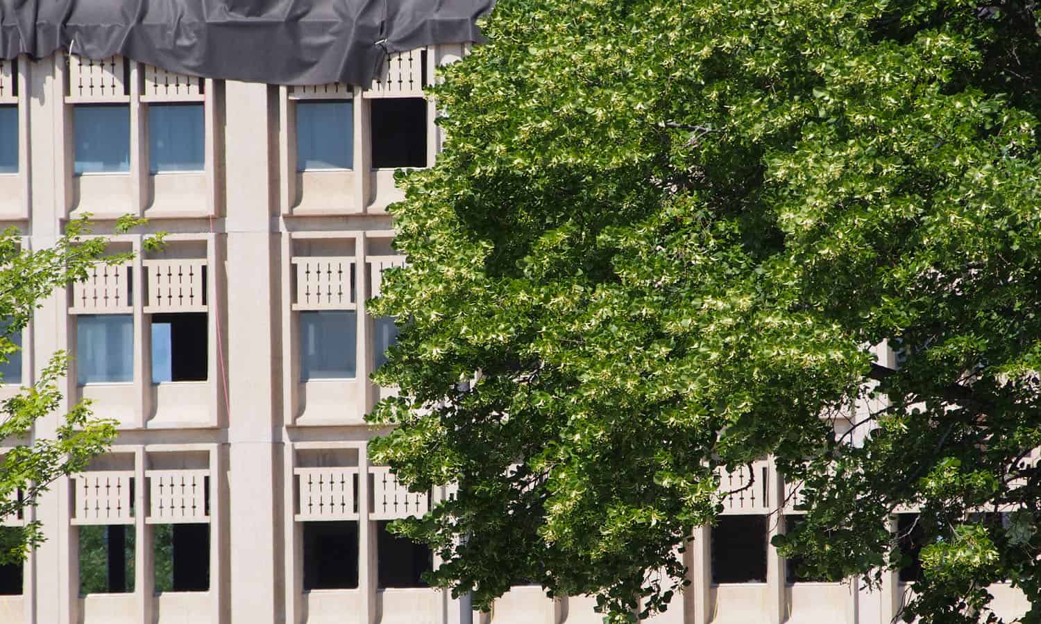 Greenery with some remaining windows. The narrow floor plate allows you to right through the building